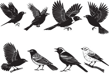 Fototapeta premium set of birds