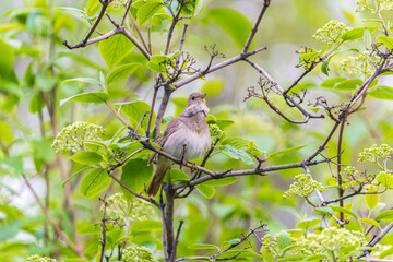 Thrush Nightingale, Luscinia luscinia. A bird sits on a tree branch and sings