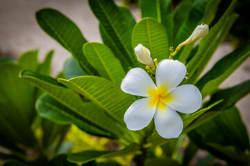Obraz premium Beautiful White and Yellow Plumeria Flower