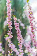 Beautiful Pink Flowers of Prunus triloba, Blossom, pink flowers. Prunus triloba, sometimes called flowering plum or flowering almond, a name shared with Prunus jacquemontii