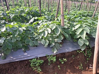 Potato plants produced at 50 days of age using the Granola L G0 variety