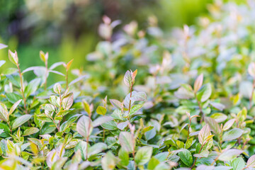 Nature of green leaf in garden at summer. Natural green leaves plants using as spring background cover page environment ecology
