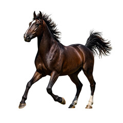 Obraz premium Elegant wild stallion in full gallop dark brown coat glistening mane and tail flowing exuding untamed spirit and freedom
