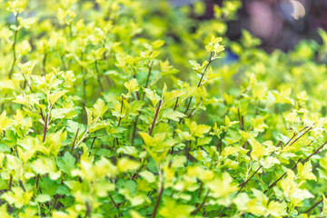 Nature of green leaf in garden at summer. Natural green leaves plants using as spring background cover page environment ecology