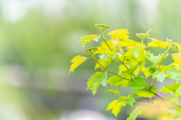 Nature of green leaf in garden at summer. Natural green leaves plants using as spring background cover page environment ecology