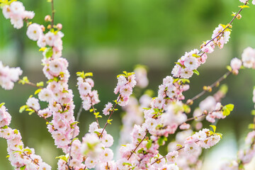 Beautiful Pink Flowers of Prunus triloba, Blossom, pink flowers. Prunus triloba, sometimes called...