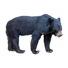 Fototapeta premium Black bear isolated on white background. Clipping path included for easy extraction.