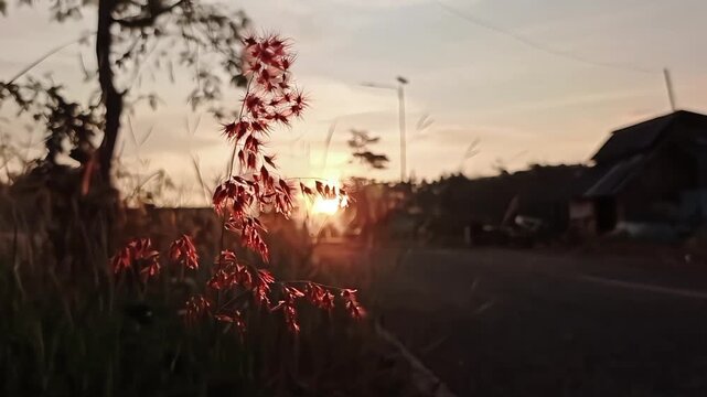Pemandangan senja atau matahari terbit di tepi jalan, dengan fokus pada sehelai rumput atau bunga liar yang terkena cahaya matahari. From indonesia