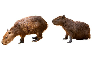 Capybara (Hydrochoerus hydrochaeris) isolated on white background