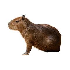 Capybara (Hydrochoerus hydrochaeris) isolated on white background