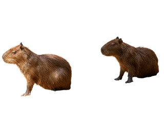Capybara isolated on white background.