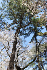 Trees in the park - cherry tree in full bloom