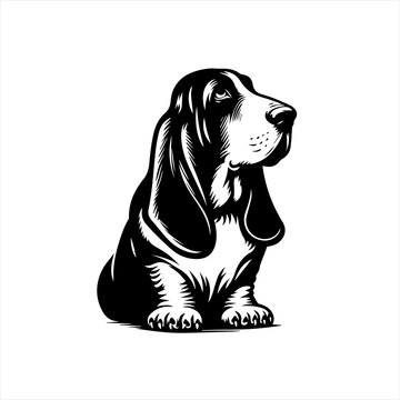 Basset hound dog on white background