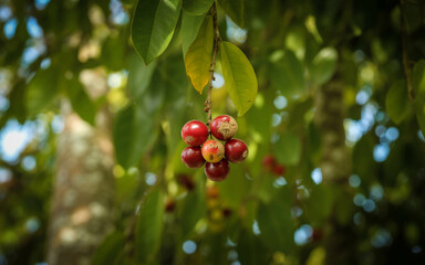 Cluster of ripe red camu berries hanging from a branch