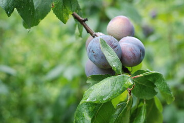 green plum fruit mellowing on the branch