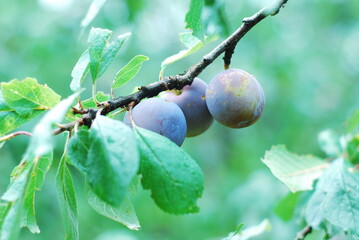 green plum fruit mellowing on the branch