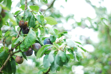 green plum fruit mellowing on the branch