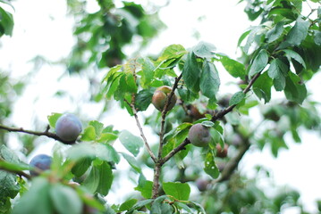 green plum fruit mellowing on the branch