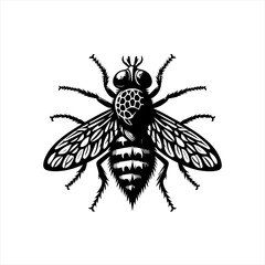 Obraz premium Detailed illustration of a fly