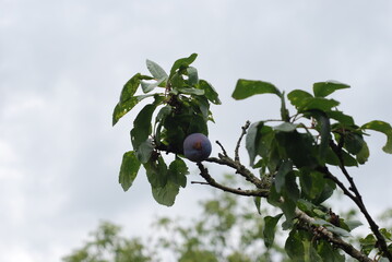 green plum fruit mellowing on the branch
