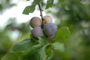green plum fruit mellowing on the branch
