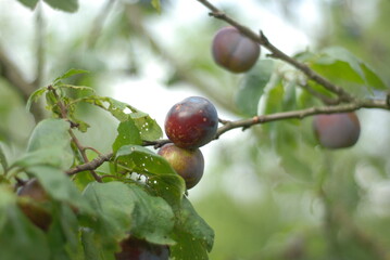 green plum fruit mellowing on the branch