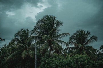 Brooding sky above rows of coconut trees in dramatic tropical view, perfect for eco visuals and storm preparation themes