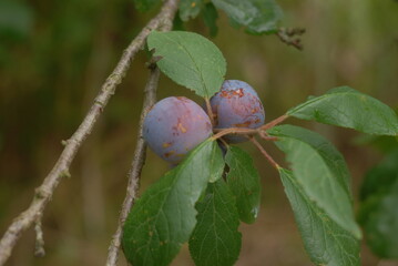 green plum fruit mellowing on the branch