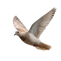 Obraz premium A graceful dove in flight, showcasing its elegant wings and soft feathers. Perfect representation of peace and freedom, set against a white isolated background.