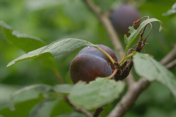 green plum fruit mellowing on the branch