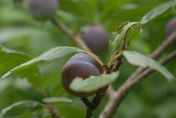 green plum fruit mellowing on the branch