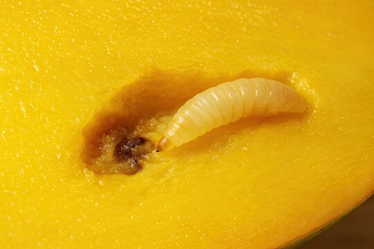 Oriental fruit fly larva in mango flesh