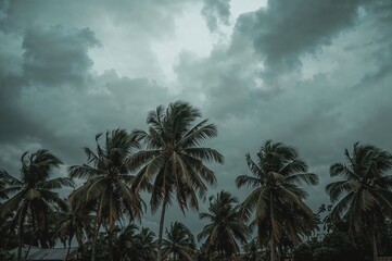 Coastal palm tree grove beneath a gloomy sky, ideal for nature visuals, seasonal changes, and tropical storm aesthetics