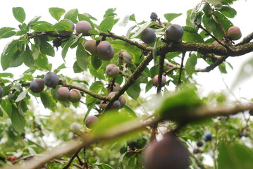 green plum fruit mellowing on the branch