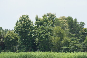 A group of big trees behind the jute field create a dense vegetation