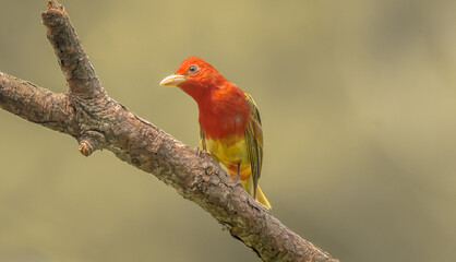 robin on a branch