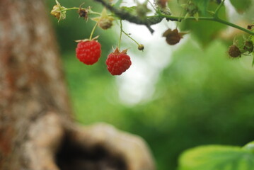 wild strawberry on a bush