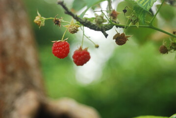 wild strawberry on a bush