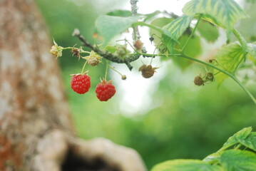 wild strawberry on a bush