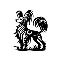 Fototapeta premium Chinese crested dog standing proudly