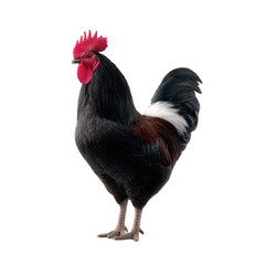 Fototapeta premium A majestic rooster with vibrant plumage, standing tall against a white isolated background, showcasing its colorful feathers and striking red comb.