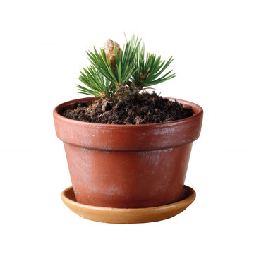 Fototapeta A potted plant featuring lush green foliage, set against a white isolated background. Ideal for home decor, gardening, or nature-related themes.