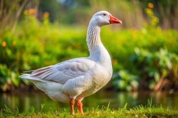 Fototapeta premium Majestic white goose with orange beak stands proudly on grassy bank near calm water in soft sunlight