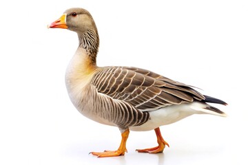 A single domestic goose with brown and white feathers stands on an isolated white background facing left