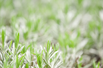 Lavender plant close up with blurred background in a garden