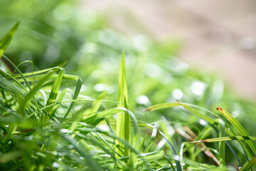 Low angle view of long grass with copy space in the background