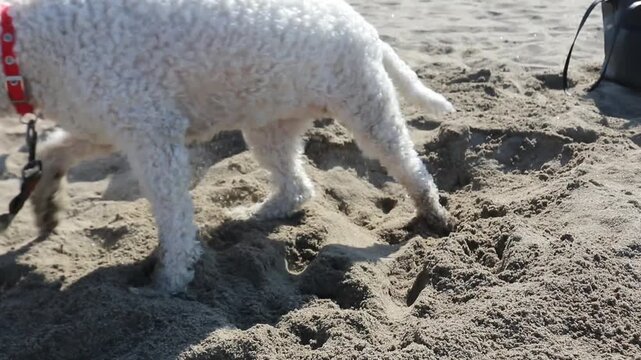 Lagotto Romagnolo al mare