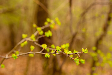 Closeup of spring buds on a branch.