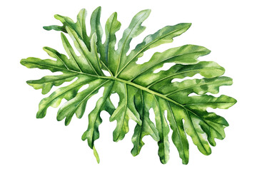 Palm leaf isolated, Tropical philodendron split leaf watercolor botanical illustration with green jungle foliage for design © Hanna