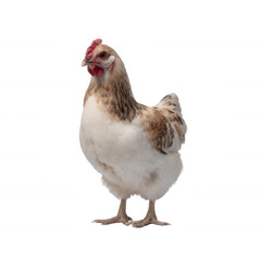 Fototapeta premium A standing chicken with a unique pattern of brown and white feathers, showcasing its vibrant features against a white isolated background.